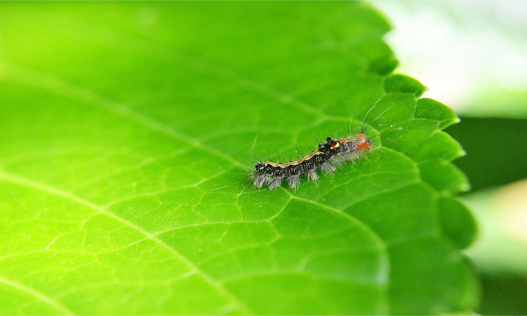 caterpillar walking on green leave